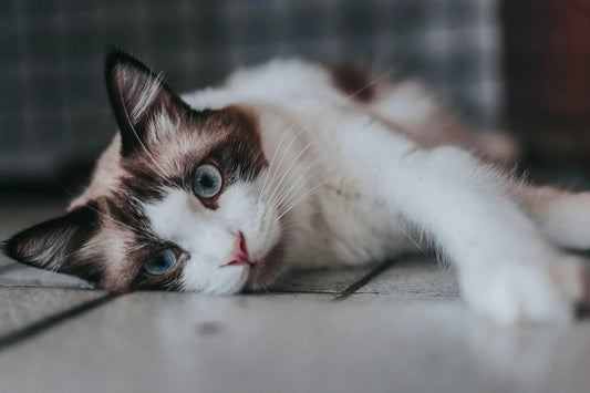 Chat jouet - Jouet pour chat contre l'ennui - Chatjouets