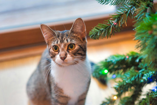Chatjouets - Jouets pour chats d'appartement : Guide complet - Chatjouets