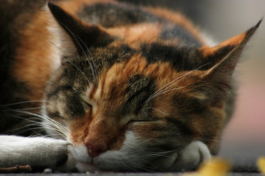Jeux pour chat - Chatjouets