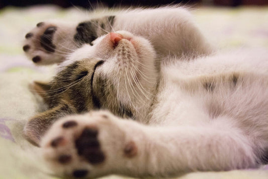 Jouet pour chat interactif : Rendre mon chat heureux - Chatjouets
