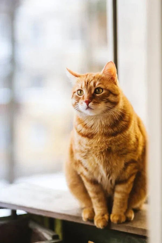 Le stress chez le chat - Chatjouets