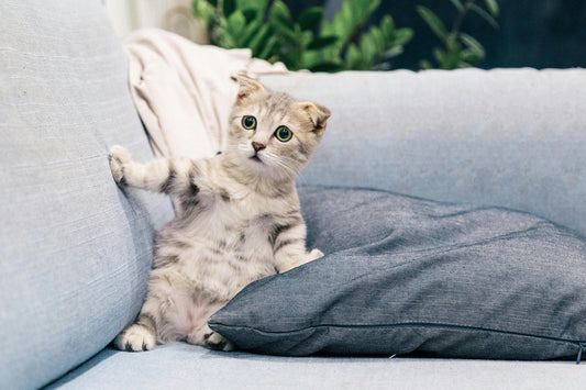Les jouets préférés des chats : comment bien les choisir selon leur personnalité? - Chatjouets