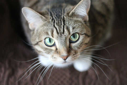 Meilleur jouet interactif pour chat: Chat épanouie - Chatjouets