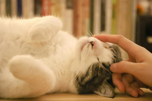 Quels types de jouets stimulent mentalement les chats? - Chatjouets