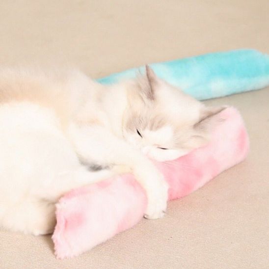 Chat jouet - herbe Ă chat - Chatjouets
