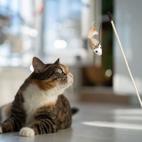 Jouets en plumes pour chat - Chatjouets