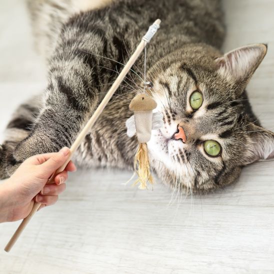 Jouets en plumes pour chat - Chatjouets
