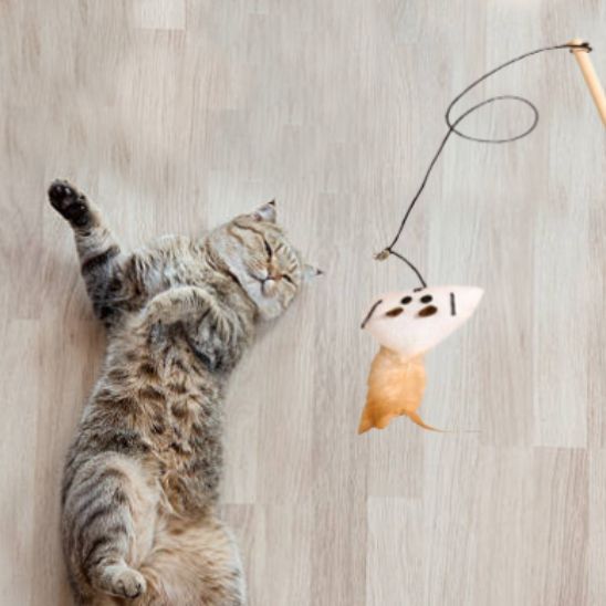 Jouets en plumes pour chat - Chatjouets