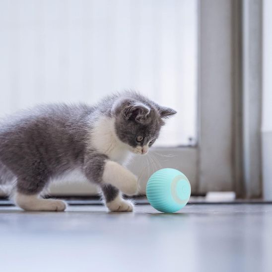 La Balle Automatique pour Chat - Chatjouets