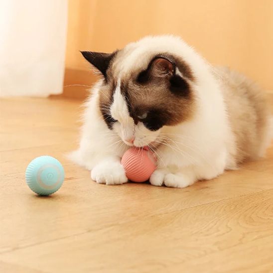 La Balle Automatique pour Chat - Chatjouets