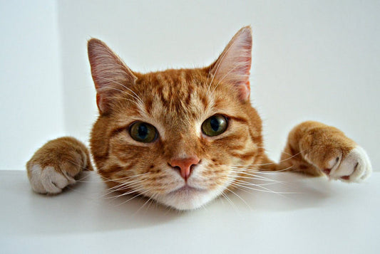 Comment calmer un chat agressif ? - Chatjouets