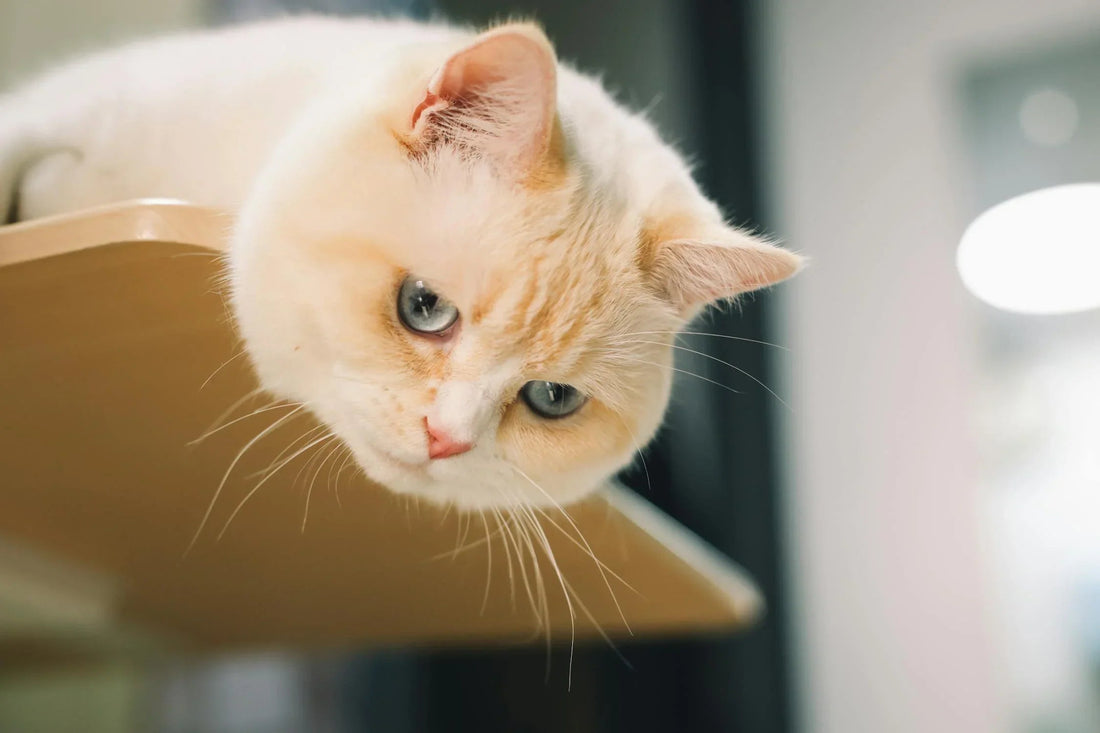 Comment savoir si mon chat est heureux ? - Chatjouets