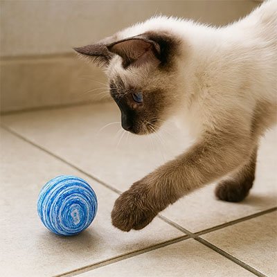 Balle pour chat | InstinctPlay - Chatjouets