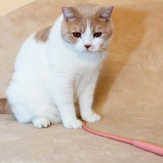 Chat Jouet - Queue de Souris - Chatjouets