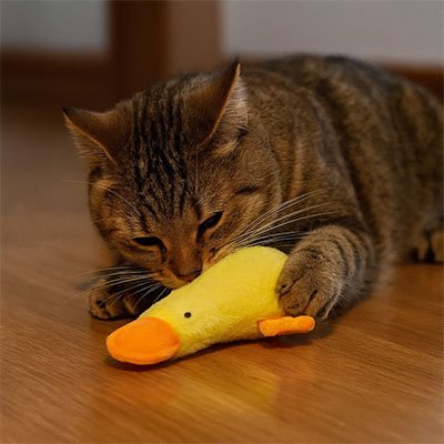 Jouet chat | Interactif - Chatjouets