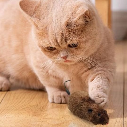 Jouet chat interactif | ChasseHunt - Chatjouets